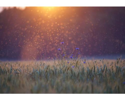 Fotobehang met weide en graslandschap, een rustgevende natuurscène met groene velden en zachte texturen.