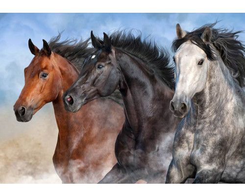 Fotobehang van wilde paarden galopperend door een weidse natuurlijke omgeving.