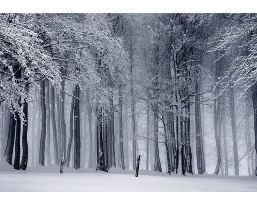 Fotobehang van een winterbos met besneeuwde bomen, rustgevende natuur.