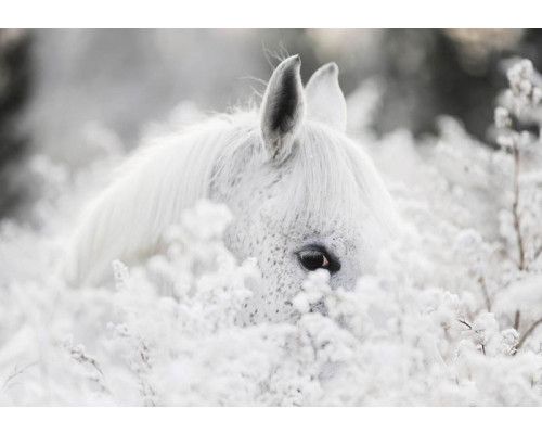 Fotobehang van een wit paard in een besneeuwd bloemenlandschap.