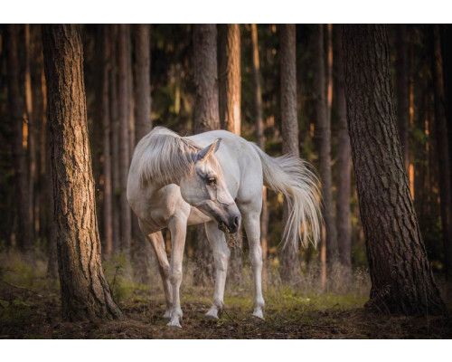 Fotobehang van een wit paard in een bos, natuurlijk en sereen.