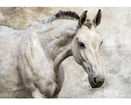 Fotobehang van een wit paard, sierlijk en elegant.