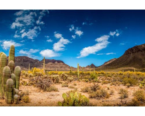 Fotobehang van een woestijnlandschap met cactussen, tegen een achtergrond van een heldere lucht en zandduinen.