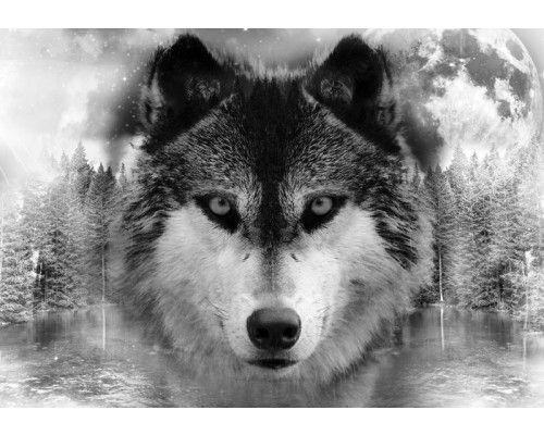 Zwart-wit fotobehang met een wolf in een natuurlijk bos, ideaal voor een rustgevende ruimte.