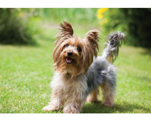Fotobehang van een Yorkshire terriër hond, weergegeven in een gedetailleerd en natuurlijke stijl.