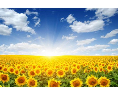 Zonnebloemen in het zonlicht, met een landschap van bloemen die stralen in de zon, afgebeeld op fotobehang.