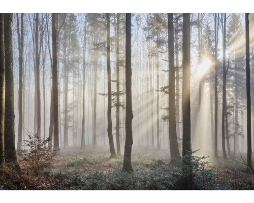 Fotobehang van zonnestralen die door de bomen in een bos schijnen, rustgevend natuurthema.