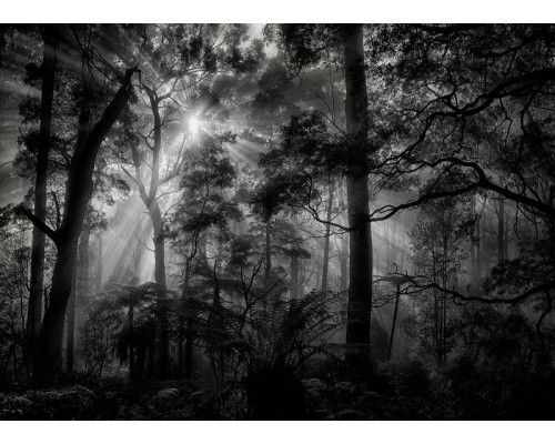 Fotobehang Zonnestralen in het Donkere Bos