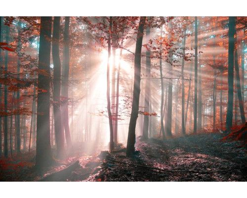 Fotobehang van zonnestralen die door de bomen van een herfstbos breken, met een schilderachtig natuurlandschap.
