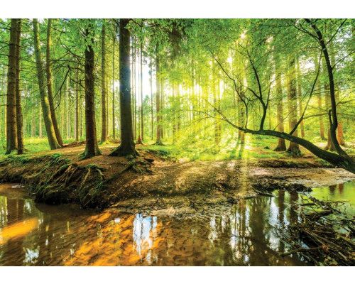 Zonnig fotobehang van een bos met bomen en zonnestralen die op een rivier schijnen.