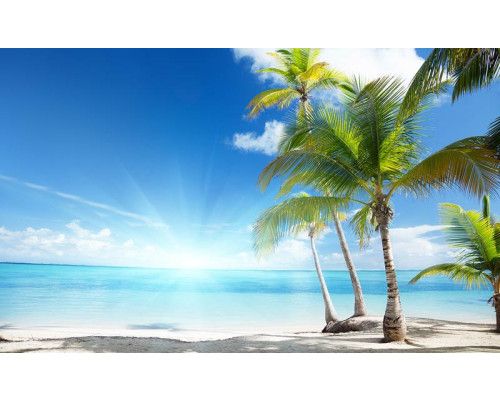 Zonnig strand met palmbomen en een felblauwe zee, met een heldere zon die warmte uitstraalt, fotobehang voor een exotische sfeer.