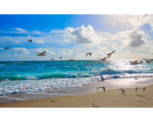 Fotobehang van zonnige golven die het strand bereiken, met meeuwen die in de lucht zweven boven de zee.