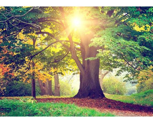 Fotobehang met een zonovergoten park in de ochtend met een mooie boom.