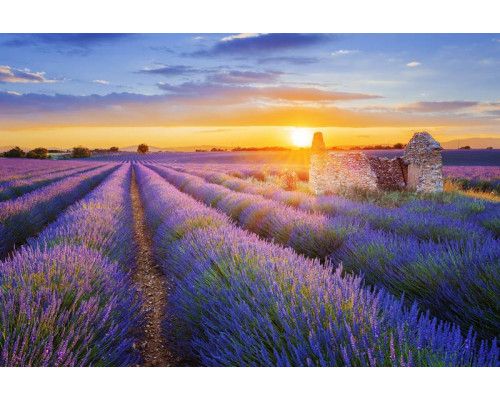 Zonsondergang boven een lavendelveld, met bloemen die de horizon vullen, afgebeeld op fotobehang.