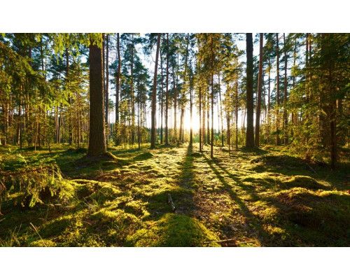 Fotobehang van een zonsopkomst in het bos, waar de zonnestralen door de bomen heen breken en het landschap verlichten.