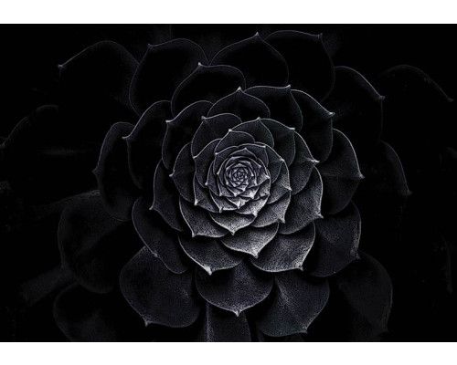 Fotobehang van een schilderij met een zwarte bloem, artistiek en gedetailleerd.