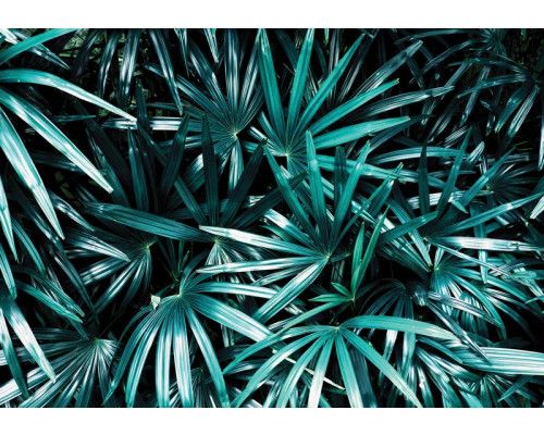 Jungle fotobehang met bladeren, natuurgetrouw en rustgevend.