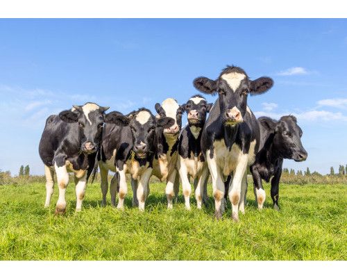Fotobehang Strand met Duinen en Zee met uitzicht over zand, helmgras en glinsterende golven.