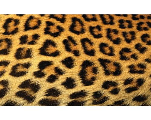 Luipaardbehang met een gedetailleerde weergave van een pantervacht, ideaal voor een natuurthema.