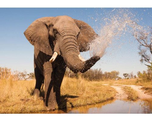 Afrikaanse olifant op een fotobehang, met een wild en krachtig karakter.