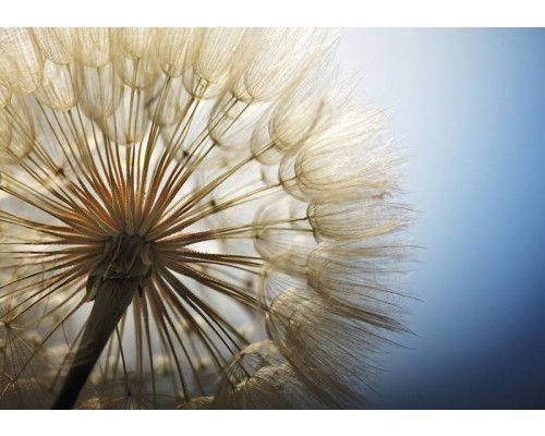Close-up fotobehang van een paardenbloem, natuur in detail vastgelegd.