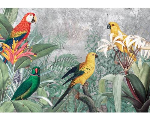 Papegaaien jungle fotobehang, kleurrijk en natuurgetrouw.
