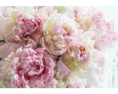 Roze pioenrozen behang, bloemen en rozen, elegant en verfijnd.