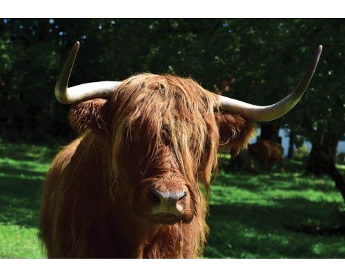 Schotse hooglander fotobehang, dieren in hun natuurlijke habitat.