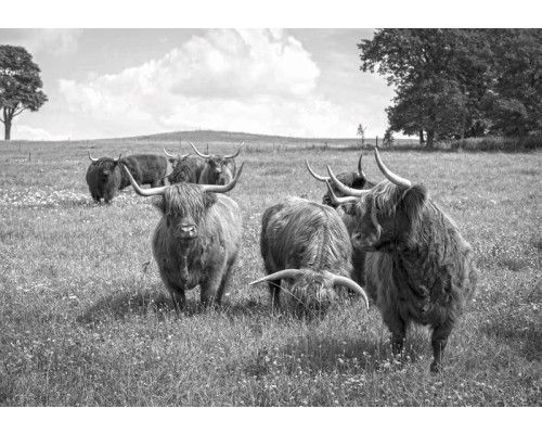 Schotse hooglanders in de natuur, fotobehang van dieren in een weidse omgeving.