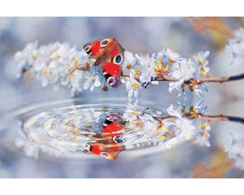 Vlinder weerspiegeling fotobehang, met een natuurlijke weergave van vlinders en bloemen boven water.