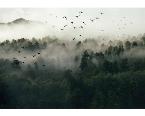 Vogels in de mist fotobehang met bos, bomen en een mystiek landschap.
