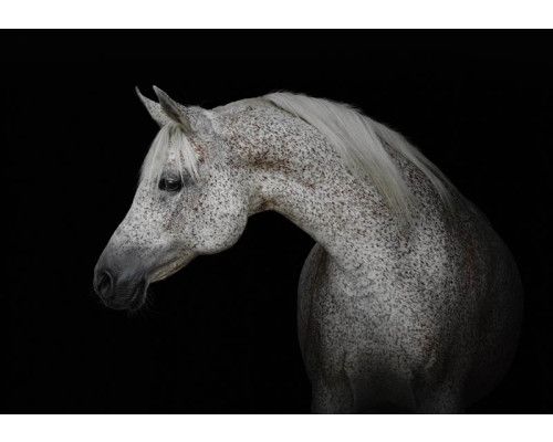 Fotobehang van een wit paard in de sneeuw, bloemen in de achtergrond.