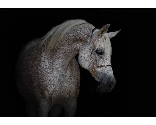 Wit paard fotobehang, krachtig en elegant.