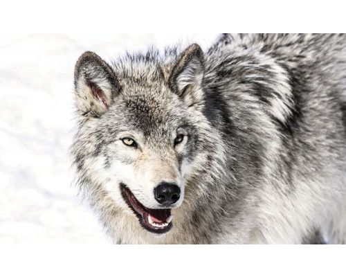 Wolf in de sneeuw, natuurgetrouw fotobehang met wilde dieren.