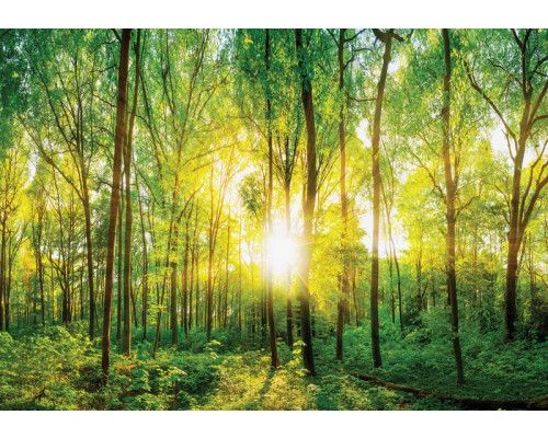 Zonnig bos fotobehang met dichte bomen en gouden zonnestralen die door het bladerdak schijnen.
