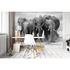 Een fotobehang met een olifantenfamilie in een Afrikaanse savanne, ideaal voor een kantoor.