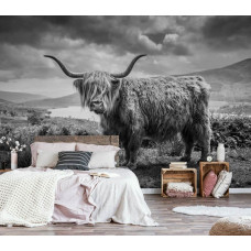 Een zwart-wit fotobehang met een Schotse hooglander in een berglandschap, perfect voor een slaapkamer.