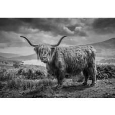 Zwart-wit fotobehang van een Schotse hooglander in het berglandschap, met een prachtig uitzicht op de natuur.