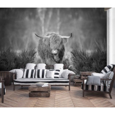Een zwart-wit fotobehang met een Schotse hooglander op een heide, perfect voor een huiskamer.