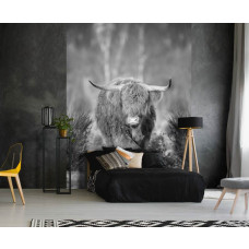 Een zwart-wit fotobehang met een Schotse hooglander op een heide, speciaal voor een slaapkamer.