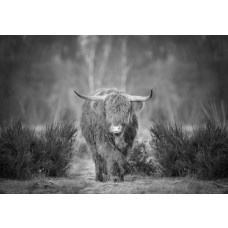 Zwart-wit fotobehang van een Schotse hooglander op de heide, met een rustige en mystieke uitstraling van het landschap.