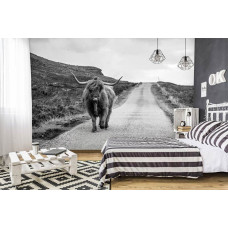 Een zwart-wit fotobehang met een Schotse hooglander op een landelijke weg, speciaal voor een slaapkamer.