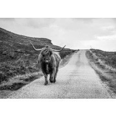 Fotobehang van een Schotse hooglander in zwart-wit die over een verlaten weg wandelt, met een rustige en serene uitstraling.