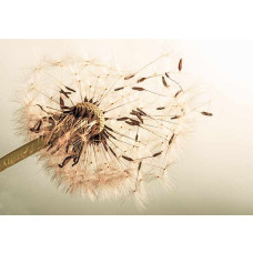 Fotobehang beige paardenbloem in boho scandi stijl.