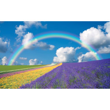 Regenboog bloemenveld fotobehang, met een kleurrijke weergave van bloemen en natuur in een zomers landschap.