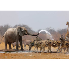 Afrikaanse wildlife fotobehang met olifanten en zebra's in een natuurlijke setting.