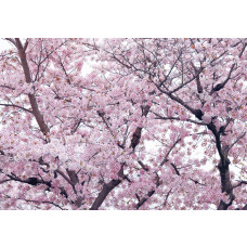 Fotobehang van appelbloesem en bloemen in een boom, kleurrijk en speels.