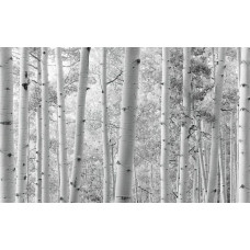 Aspen Forest bos fotobehang, met prachtige hoge bomen.