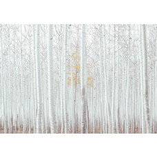 Fotobehang van een wit bos met aspen bomen, natuurlijke kalmte.