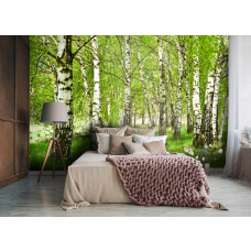 Een fotobehang met berkenbomen in een serene natuursetting, ideaal voor een slaapkamer.